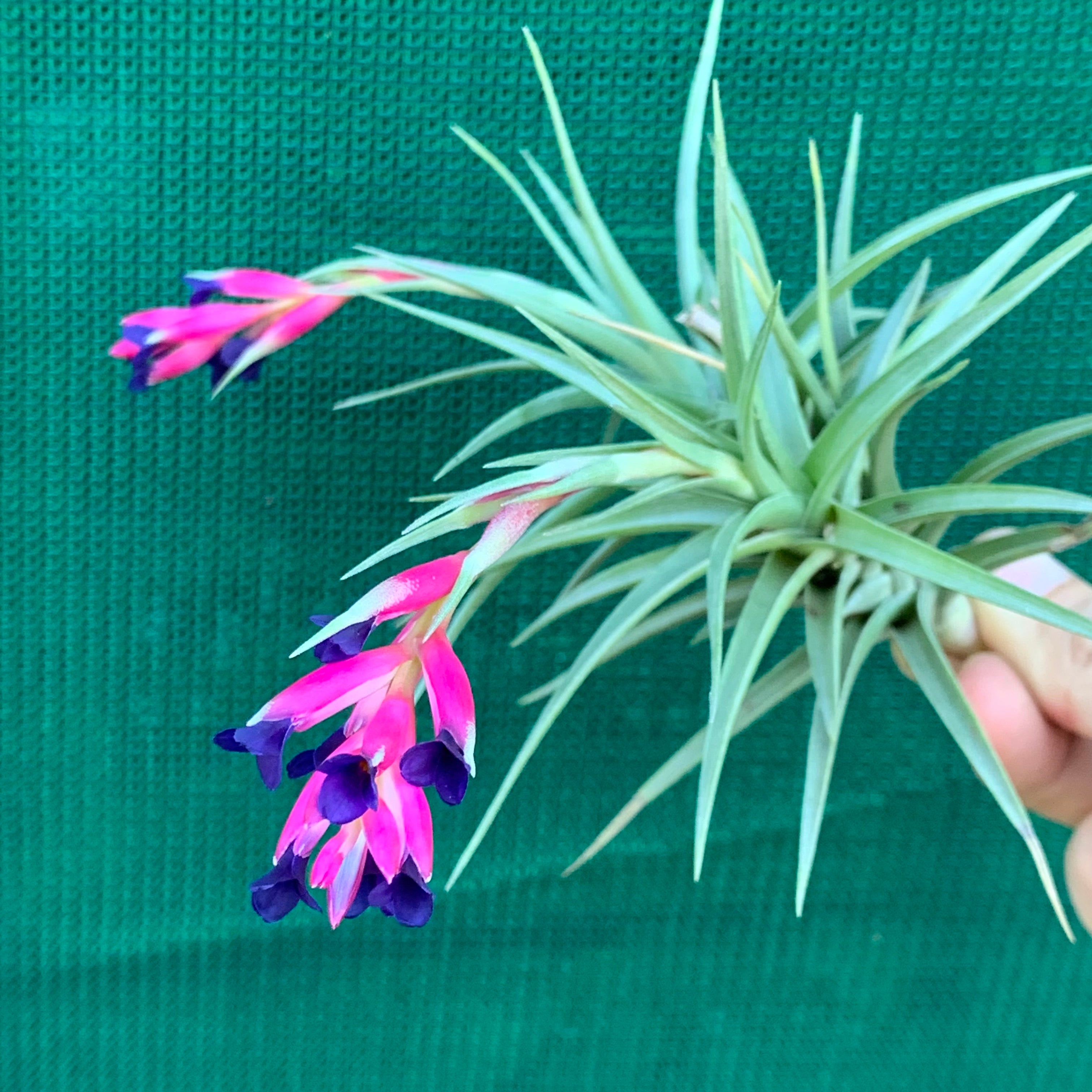 aeranthos air plant Tillandsia