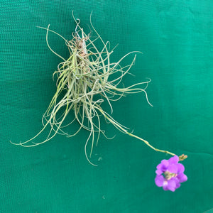Tillandsia - arhiza ex. UWE (Fragrant)