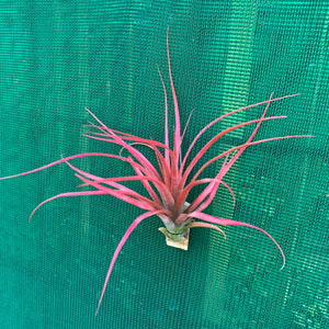 Tillandsia - Leopard