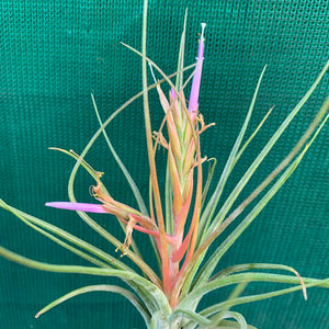 Tillandsia - Orange Crush