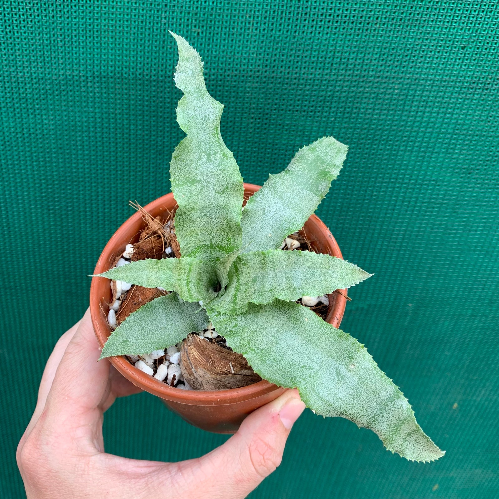 Cryptanthus - Silver Sheen