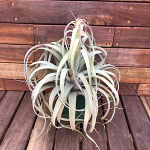 Tillandsia - El Rancho ex. AP