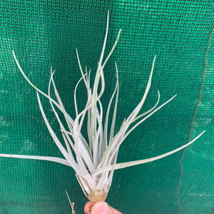 Tillandsia - utriculata