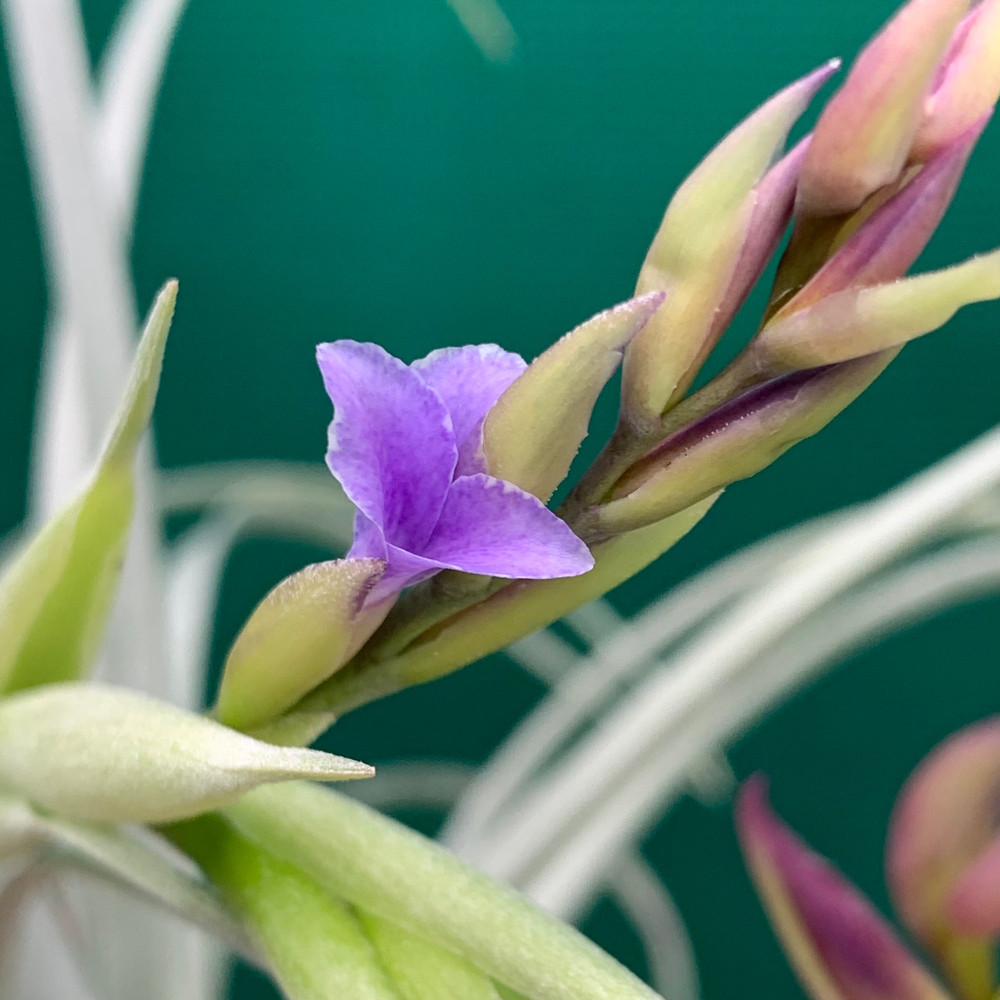 Tillandsia - Goomong ex. MP (Fragrant) - Air Plant Decor
