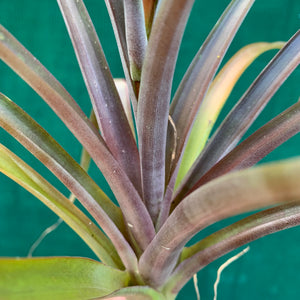 Tillandsia - Flabellata ‘Rubra’ ex. OM