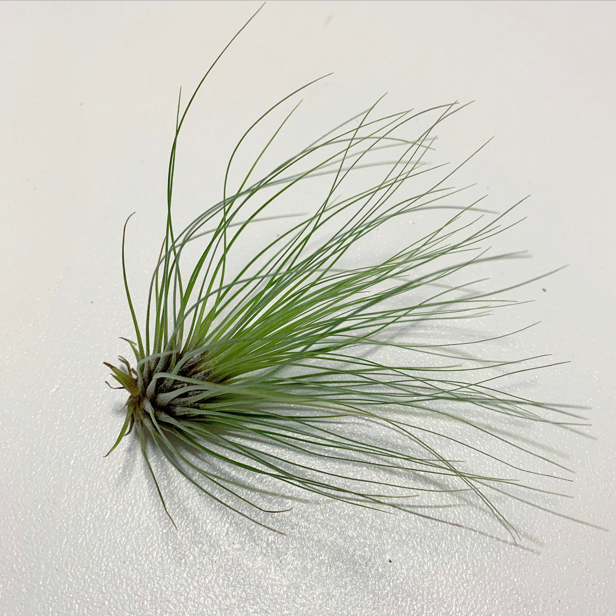 Tillandsia - filifolia