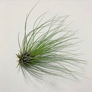 Tillandsia - filifolia