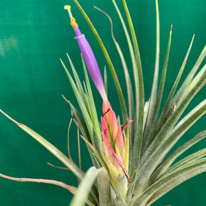 Tillandsia - Boreen ex. GA NEW