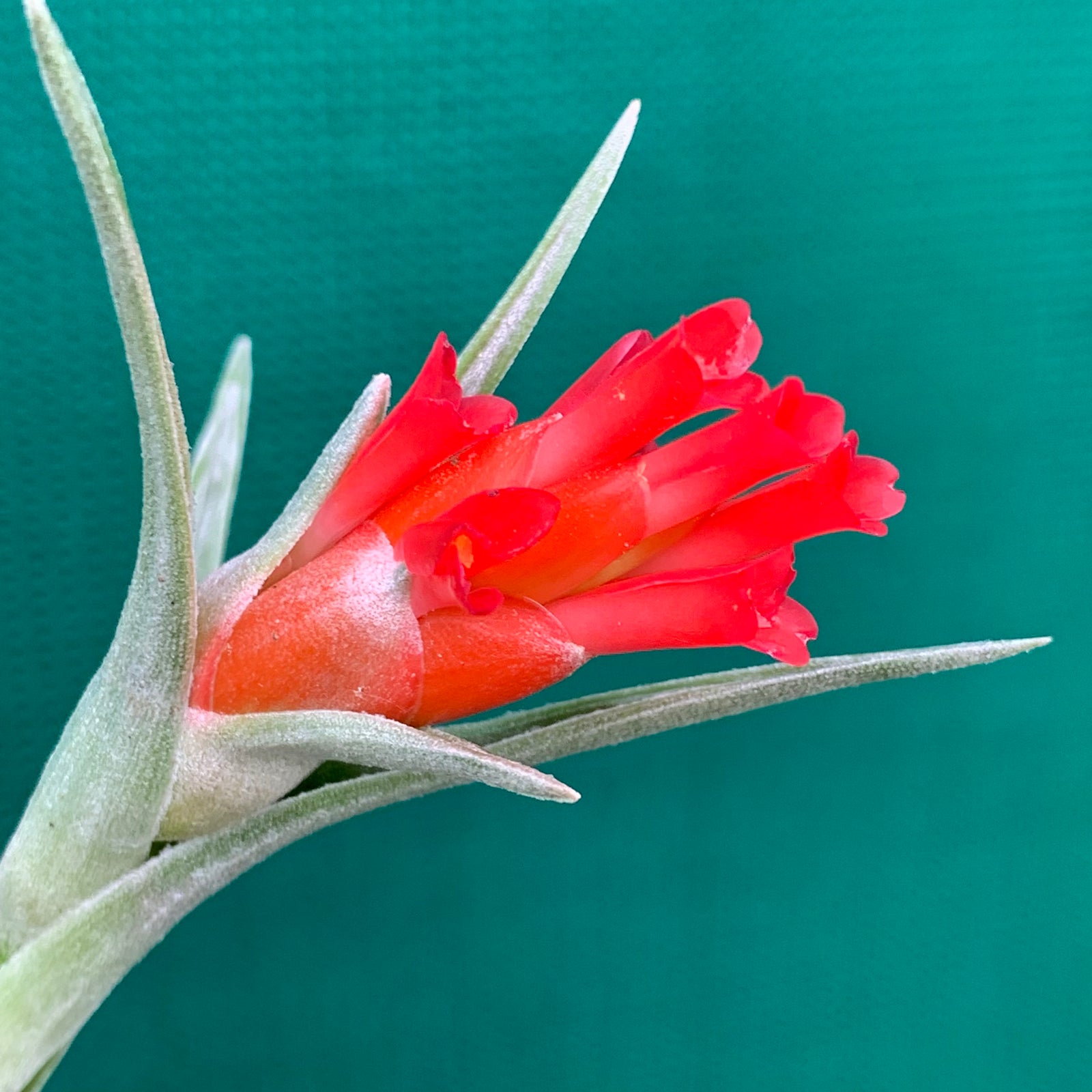 Tillandsia - edithae ‘Giant Form’ ex. Holm