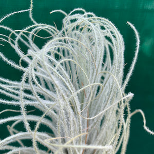 Tillandsia - Tectorum ‘Enano’