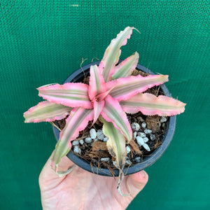 Cryptanthus - Pink Starlite