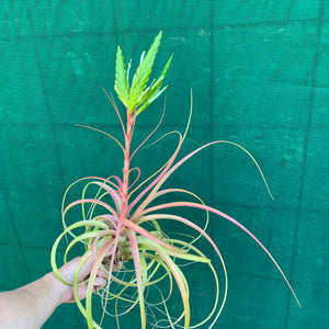 Tillandsia - rothii NEW