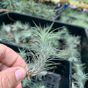 Tillandsia - funckiana ‘APD012’ ex CC