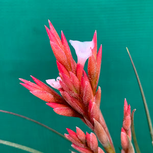 Tillandsia - Caulescens x Globosa ex. CL