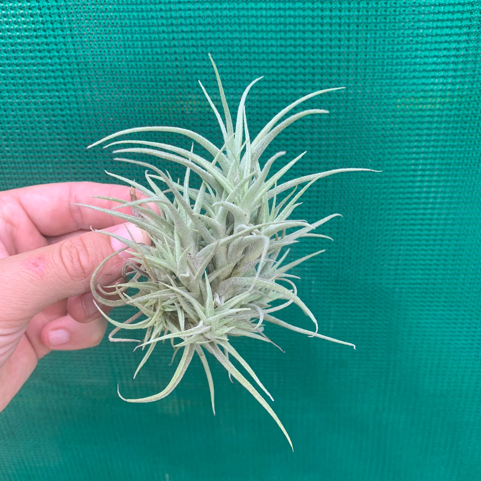 Tillandsia - marconae PB313 (Fragrant)