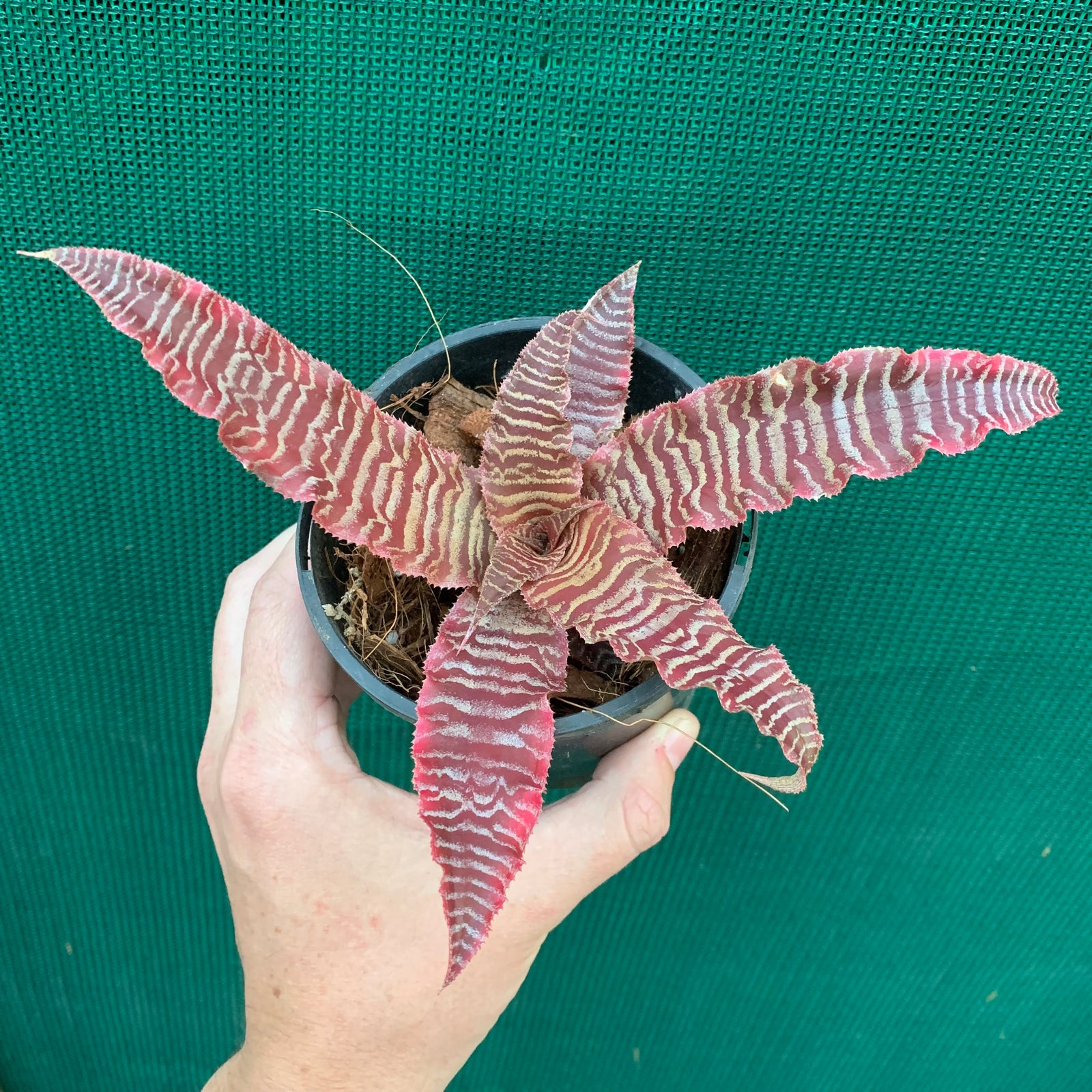 Cryptanthus - Elaine