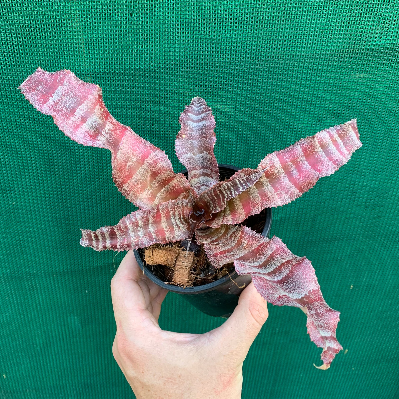 Cryptanthus - Melanie