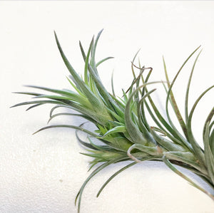 Tillandsia - tenuifolia 'Bonsall Beauty'