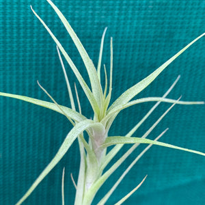 Tillandsia - Chartacea