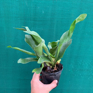 Platycerium - Netherlands ‘Elkhorn Fern’