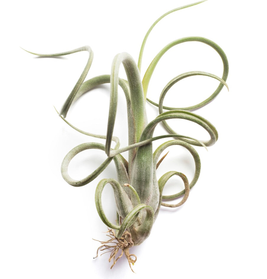 Tillandsia - intermedia