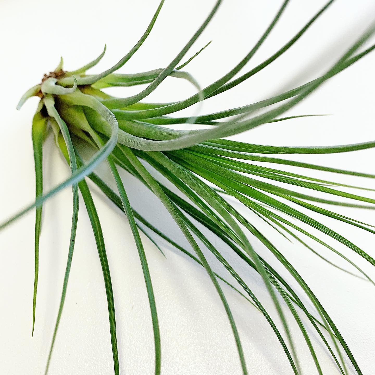 punctulata air plant Tillandsia - punctulata ex. CC