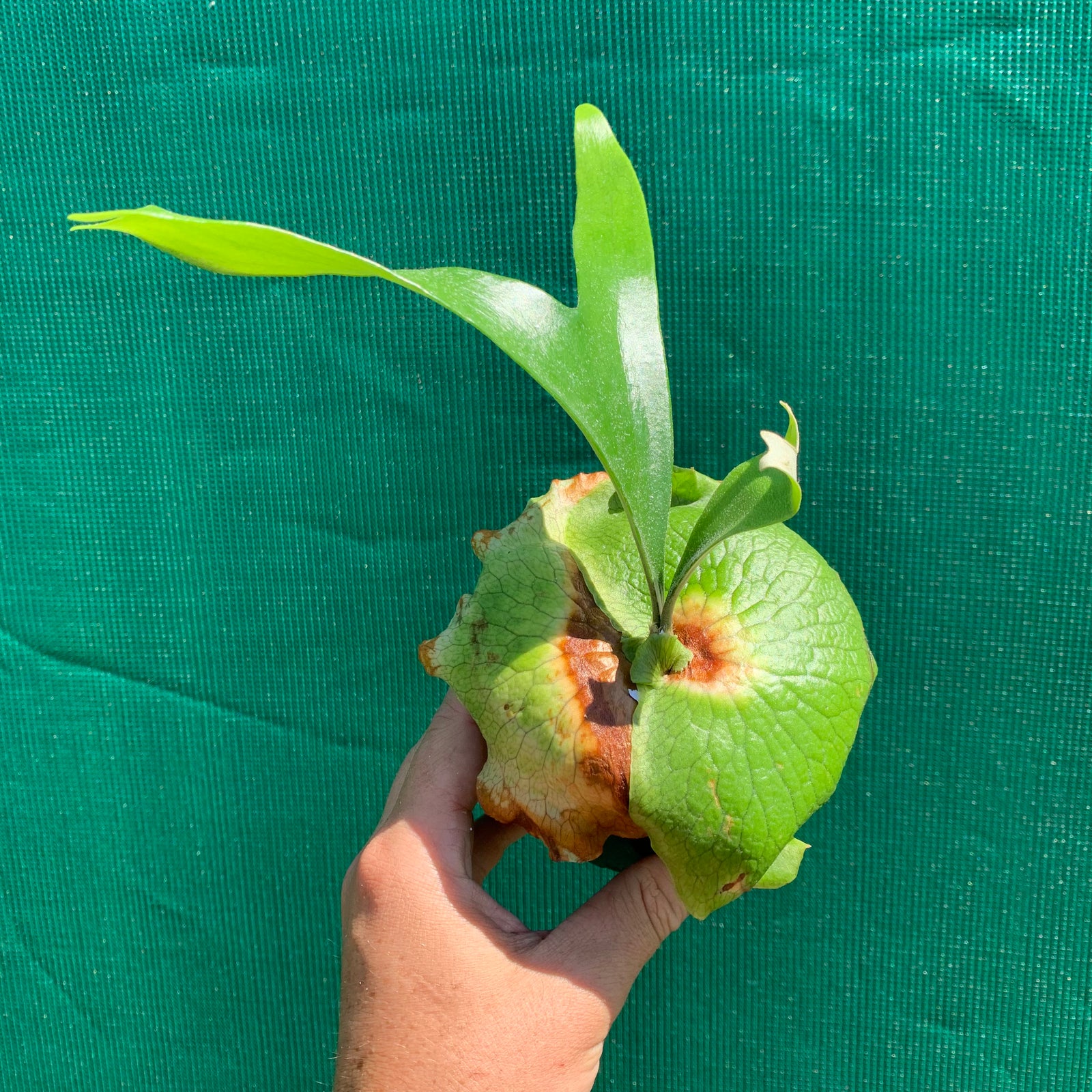 Platycerium - Alcicorne Africa