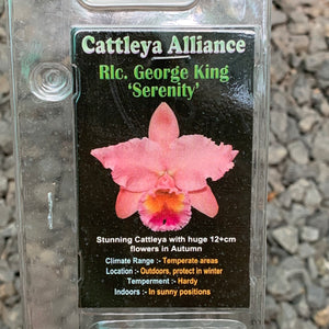 Orchid - Cattleya Alliance Rlc. George King ‘Serenity’