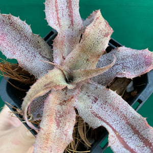 Cryptanthus - Primrose