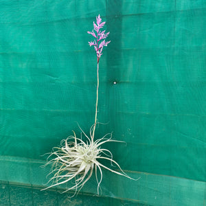 Tillandsia - straminea ex. BD (Fragrant)