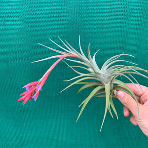 Tillandsia - subsecundifolia x aeranthos Purple ex. PT