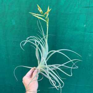 Tillandsia - lorentziana