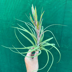 Tillandsia - concolor x streptophylla ? RFI NEW