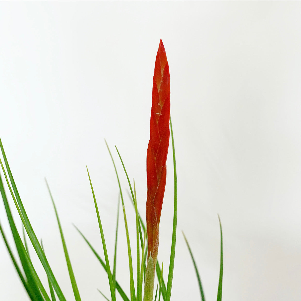 caulescens air plant Tillandsia - caulescens