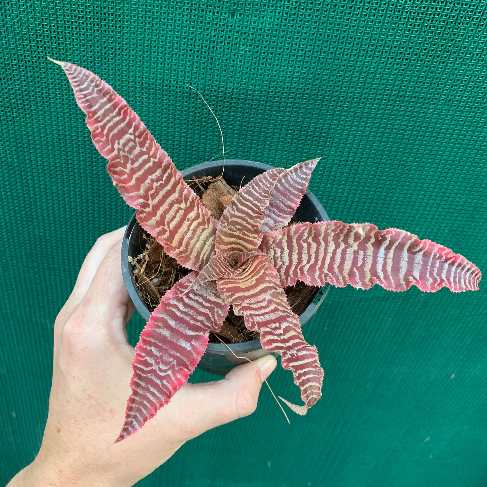 Cryptanthus - Elaine