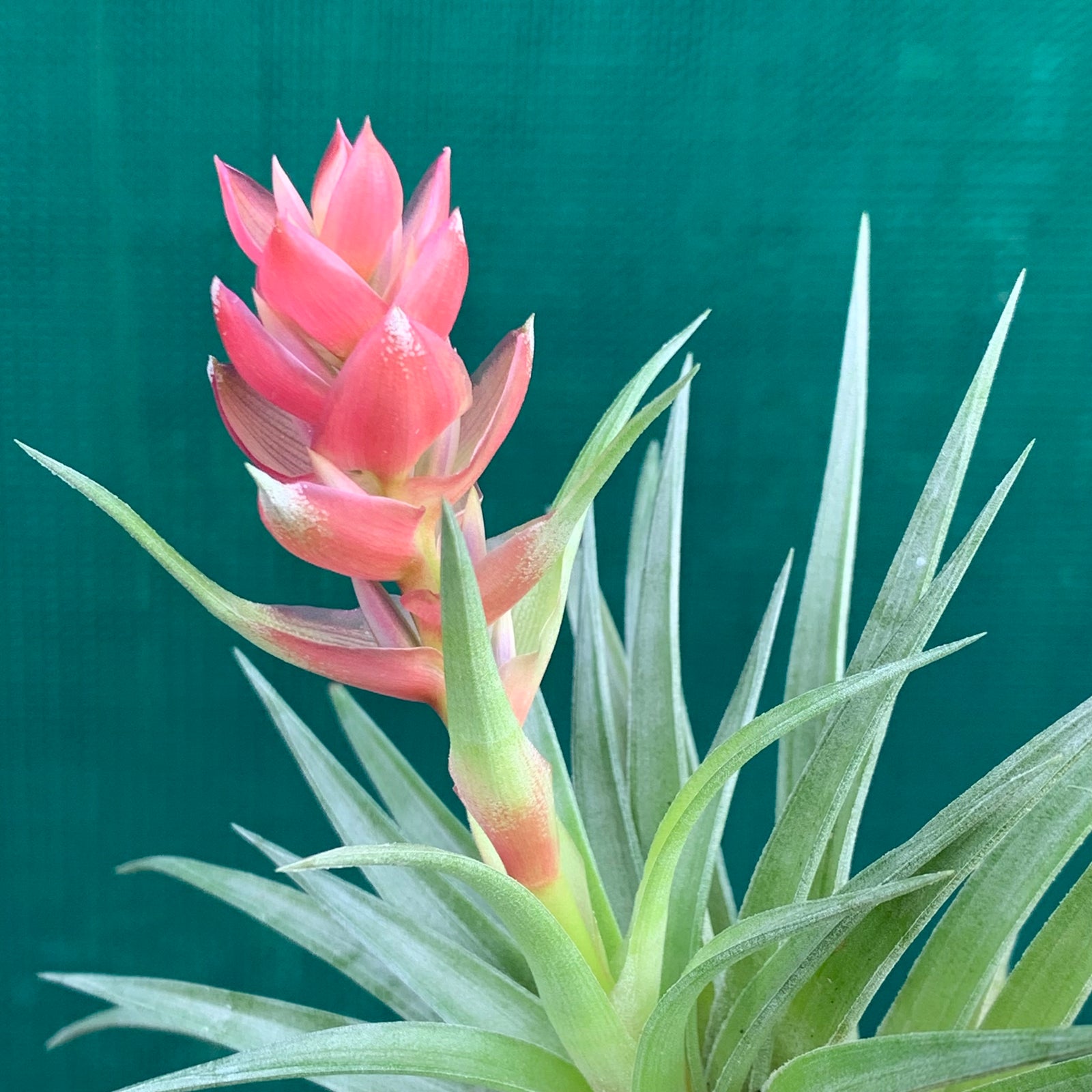 Tillandsia - stricta 'Bak' ex. CC
