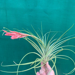Tillandsia - Holm’s Verlesglo ex. PT