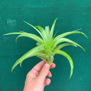 Tillandsia - Abdita Mexico ex PT