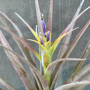 Tillandsia - capitata Yellow x capitata Marron ex. OM