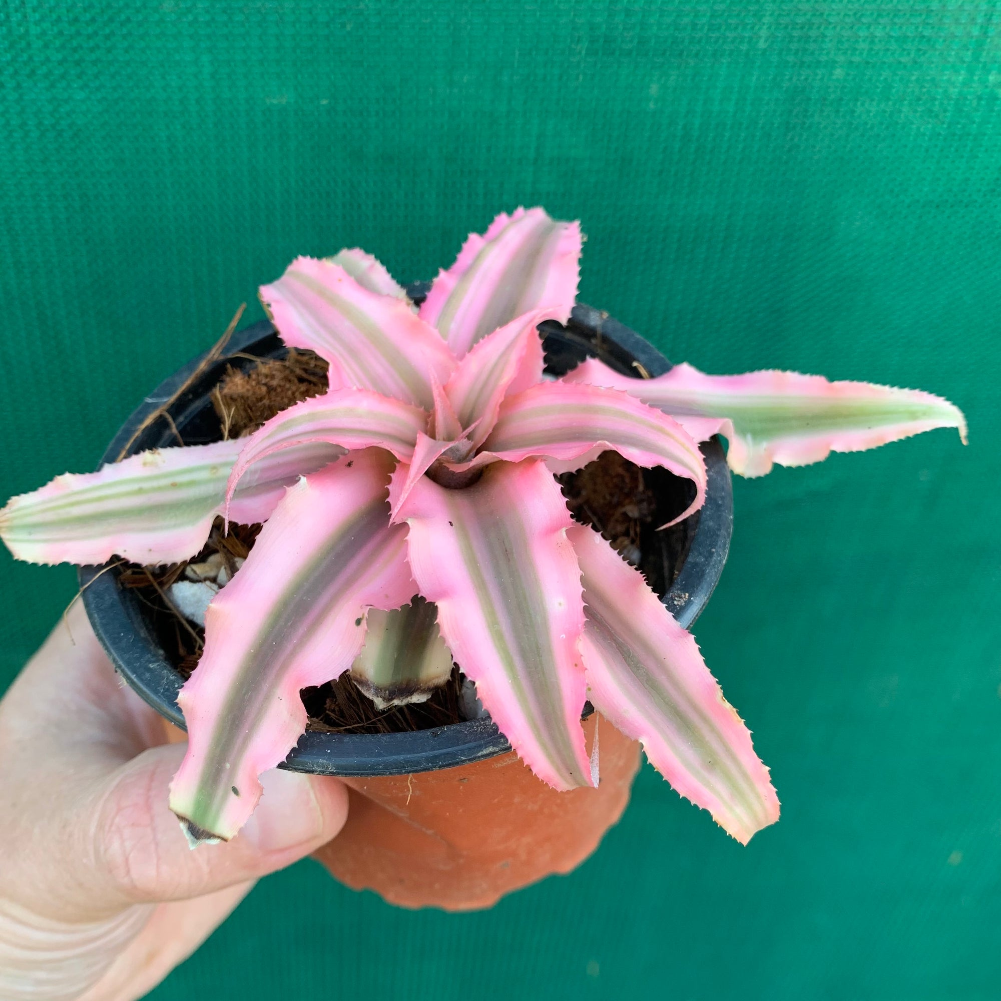 Cryptanthus - Pink Starlite