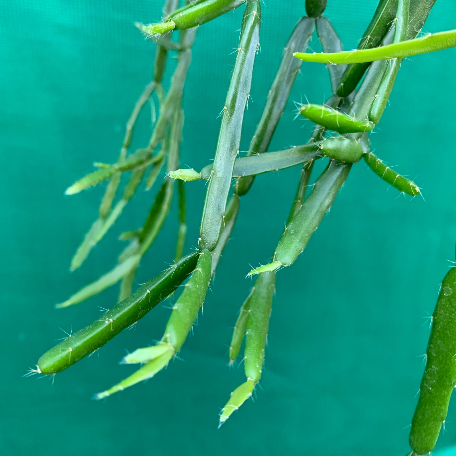 Rhipsalis micrantha - R46