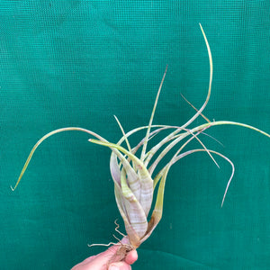Tillandsia - flexuosa ex. Suriname