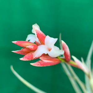 Tillandsia - toropiensis ‘Vila Velma’