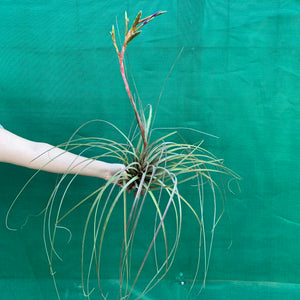Tillandsia - aff. botterii ex PT NEW