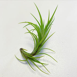 Tillandsia - Araujei (Wholesale)