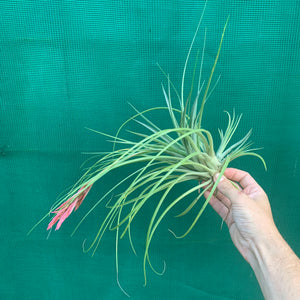 Tillandsia - Holm’s Verlesglo ex. PT