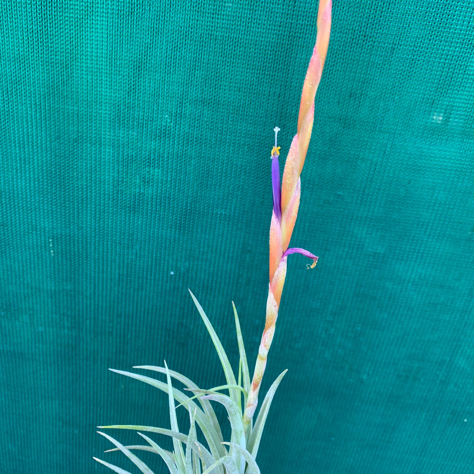 Tillandsia - pueblensis ex. CC