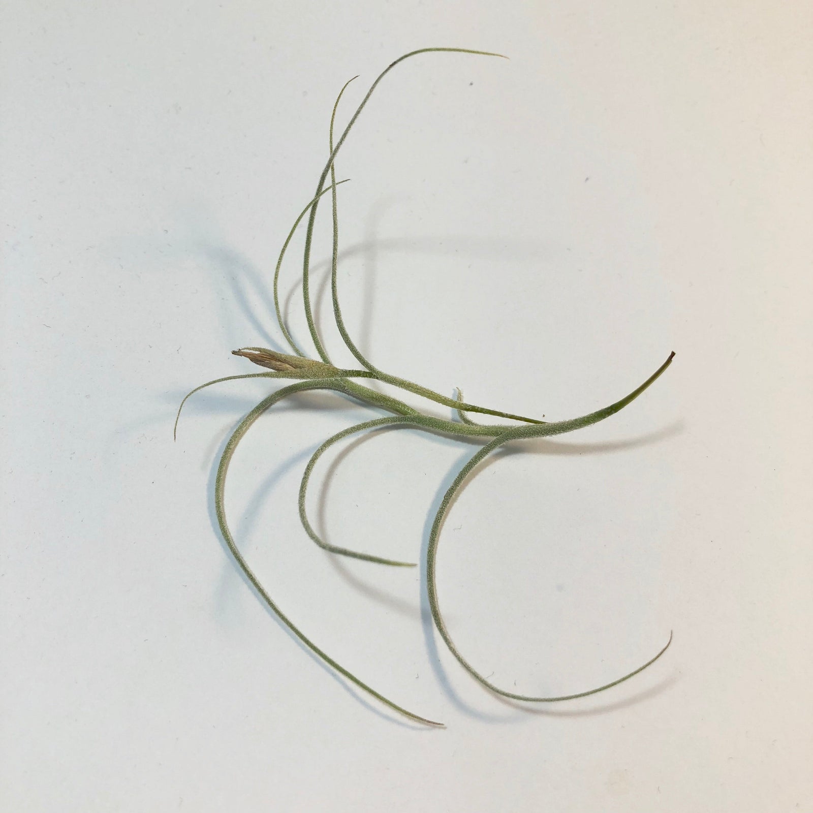 Tillandsia - Kimberly (Wholesale)