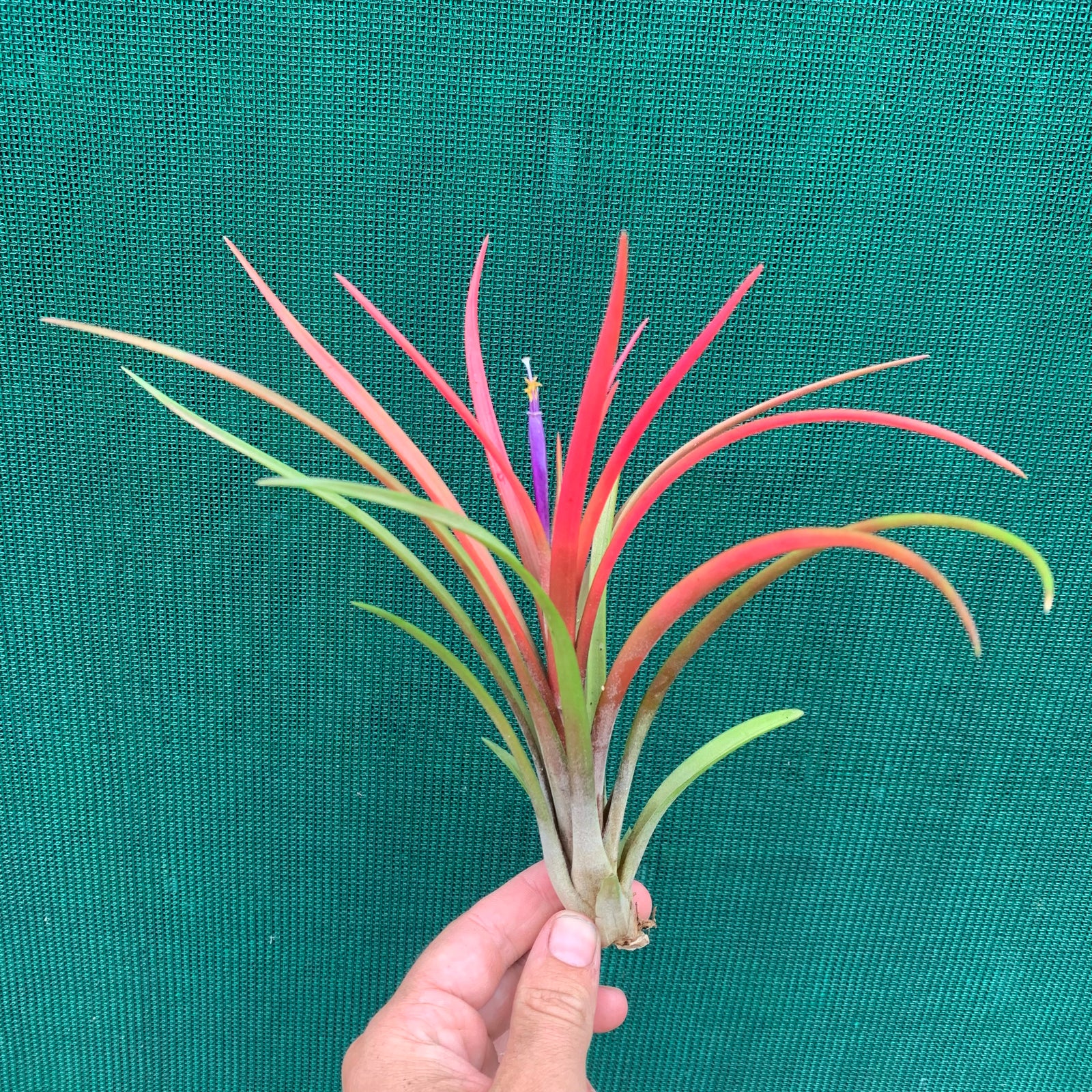 Tillandsia - temescal ex. PT