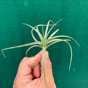 Tillandsia - Pohliana ex. Gruber